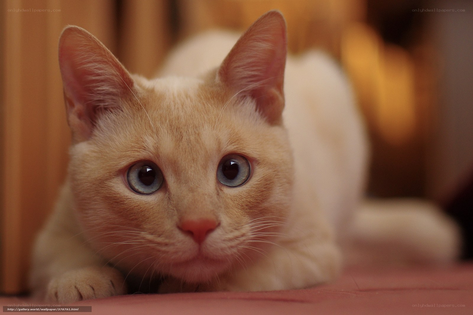 Cute cat with blue eyes