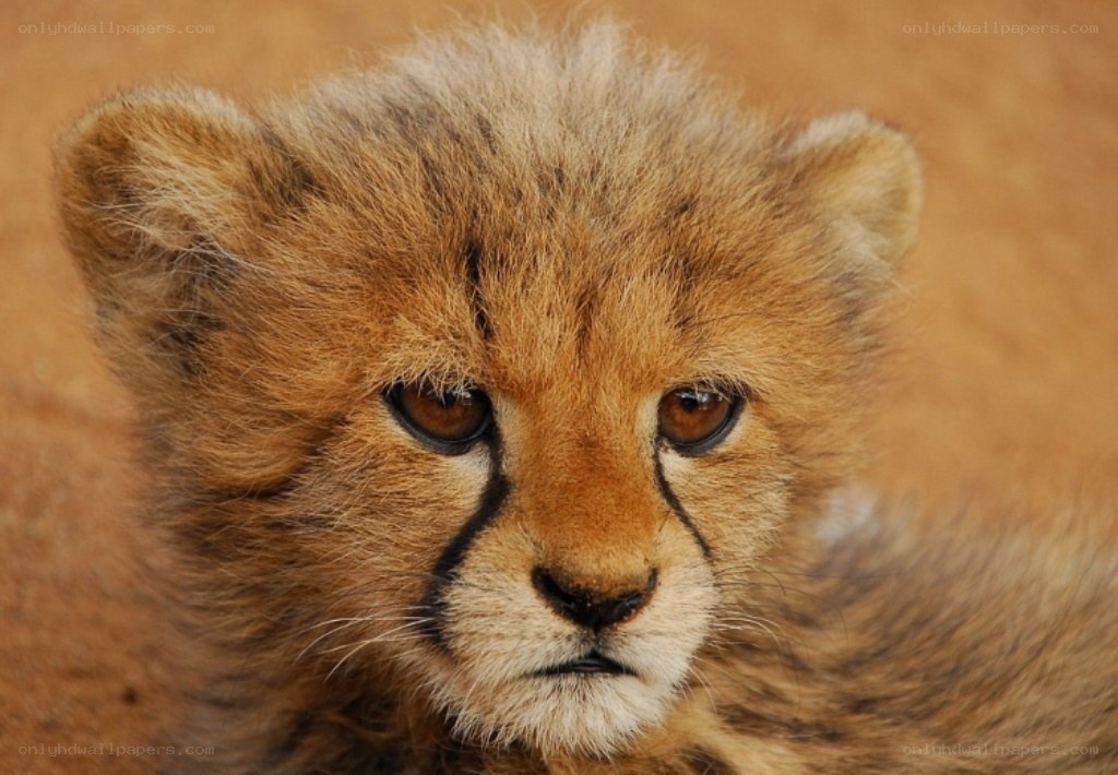cute cheetah cub