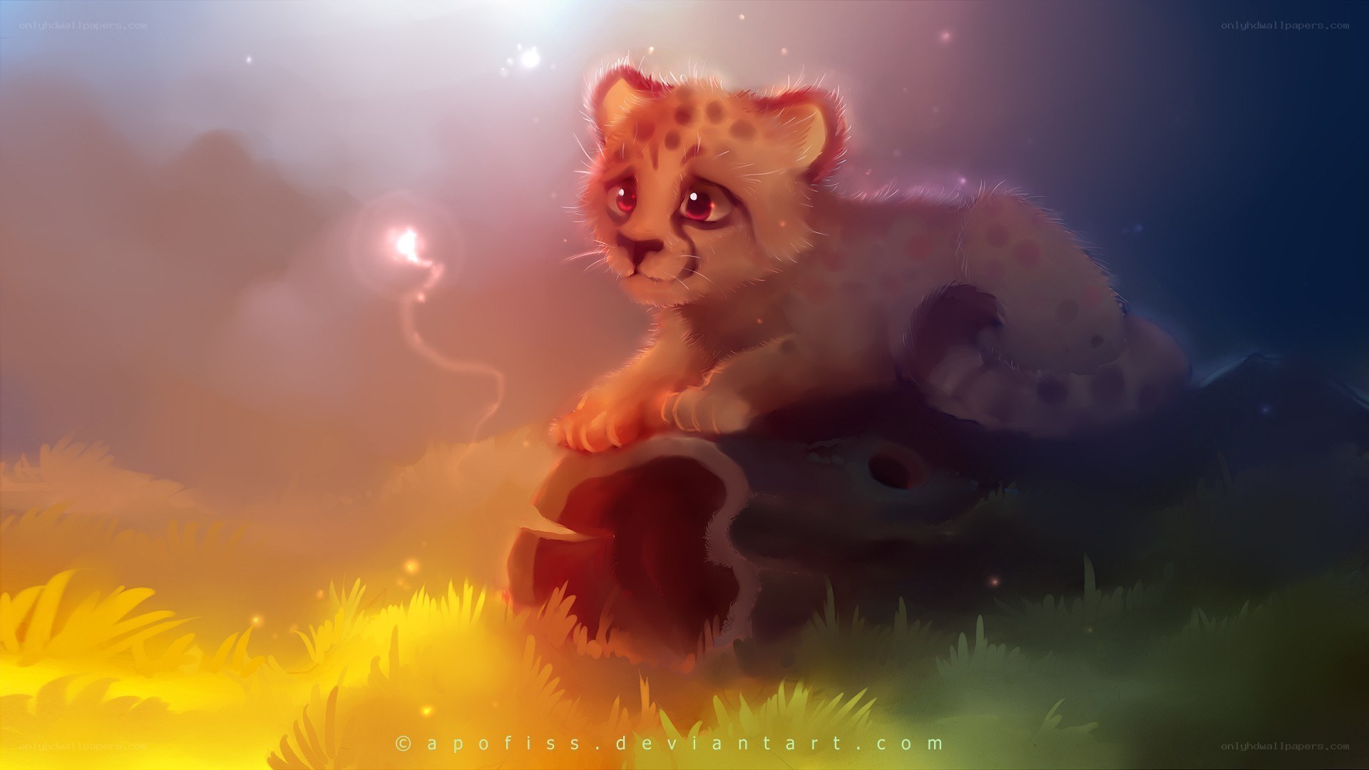 cute cheetah cub in sunset