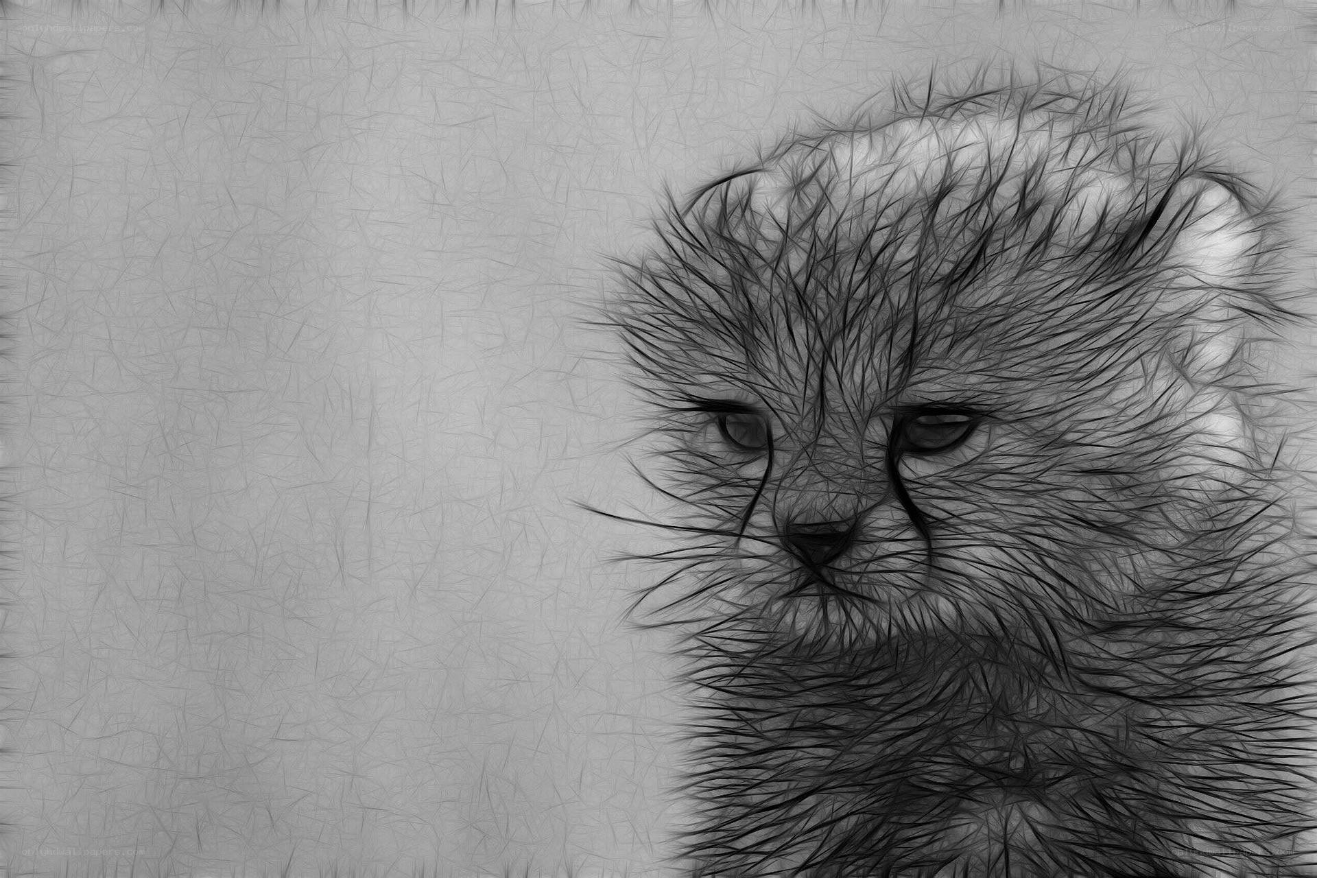 cute cheetah cub portrait