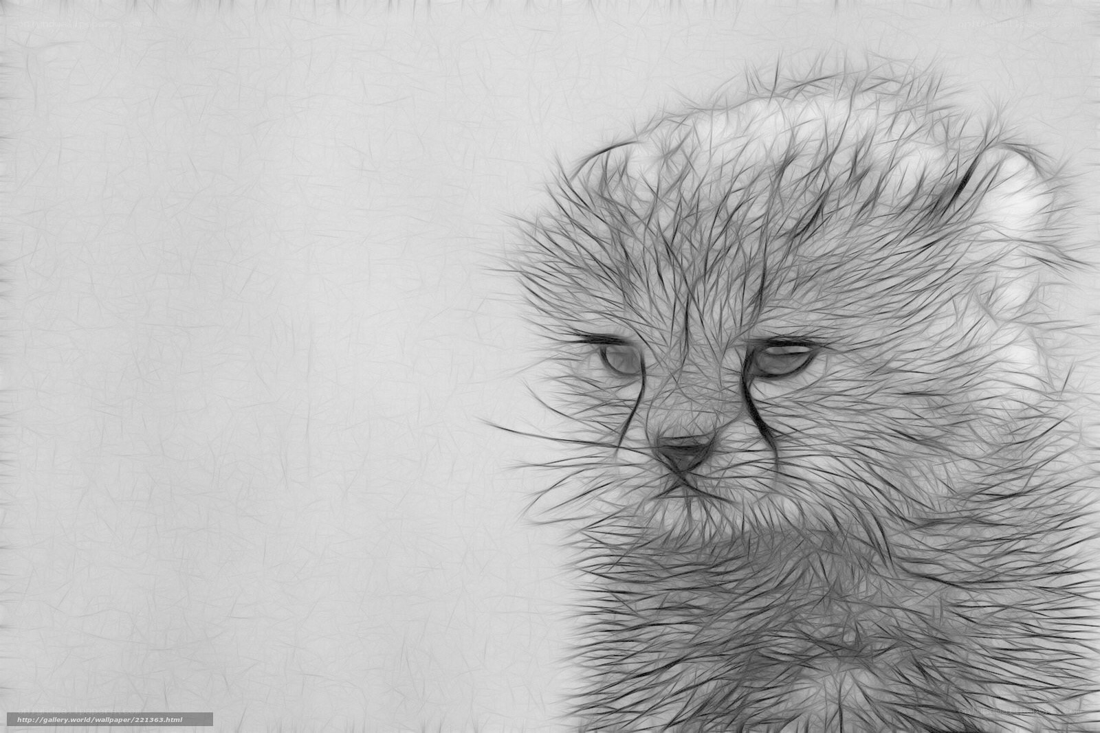 cute cheetah cub portrait
