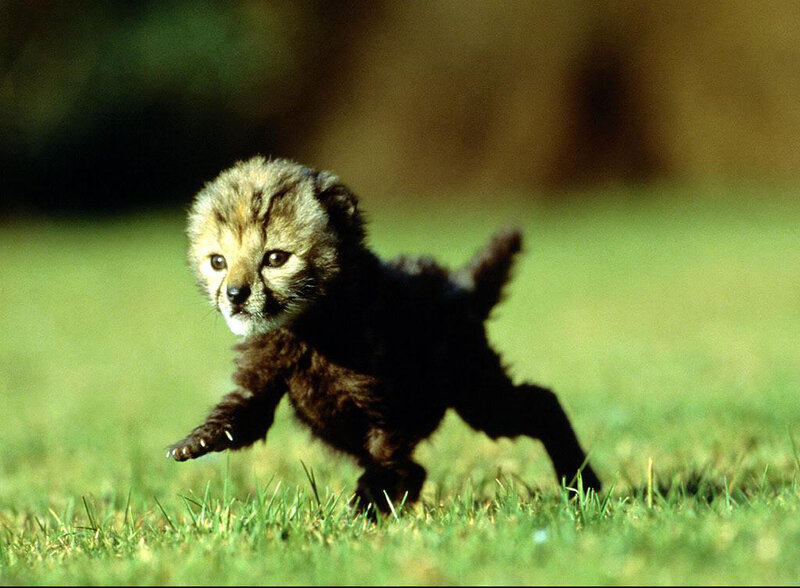 cute cheetah cub running