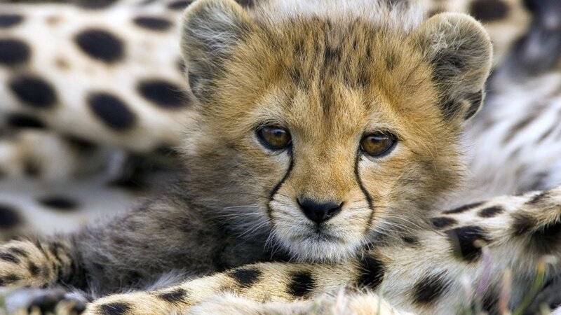 cute cheetah cub