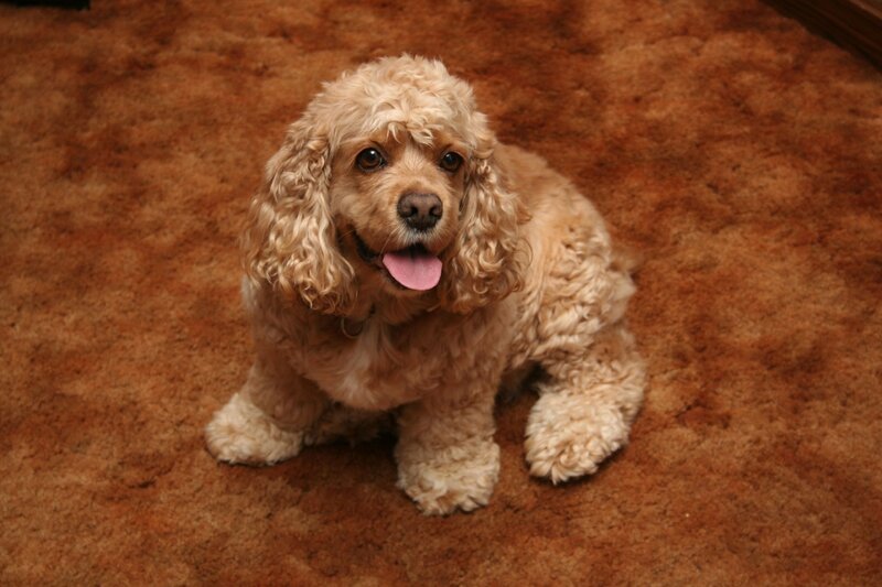 cute cocker spaniel dog