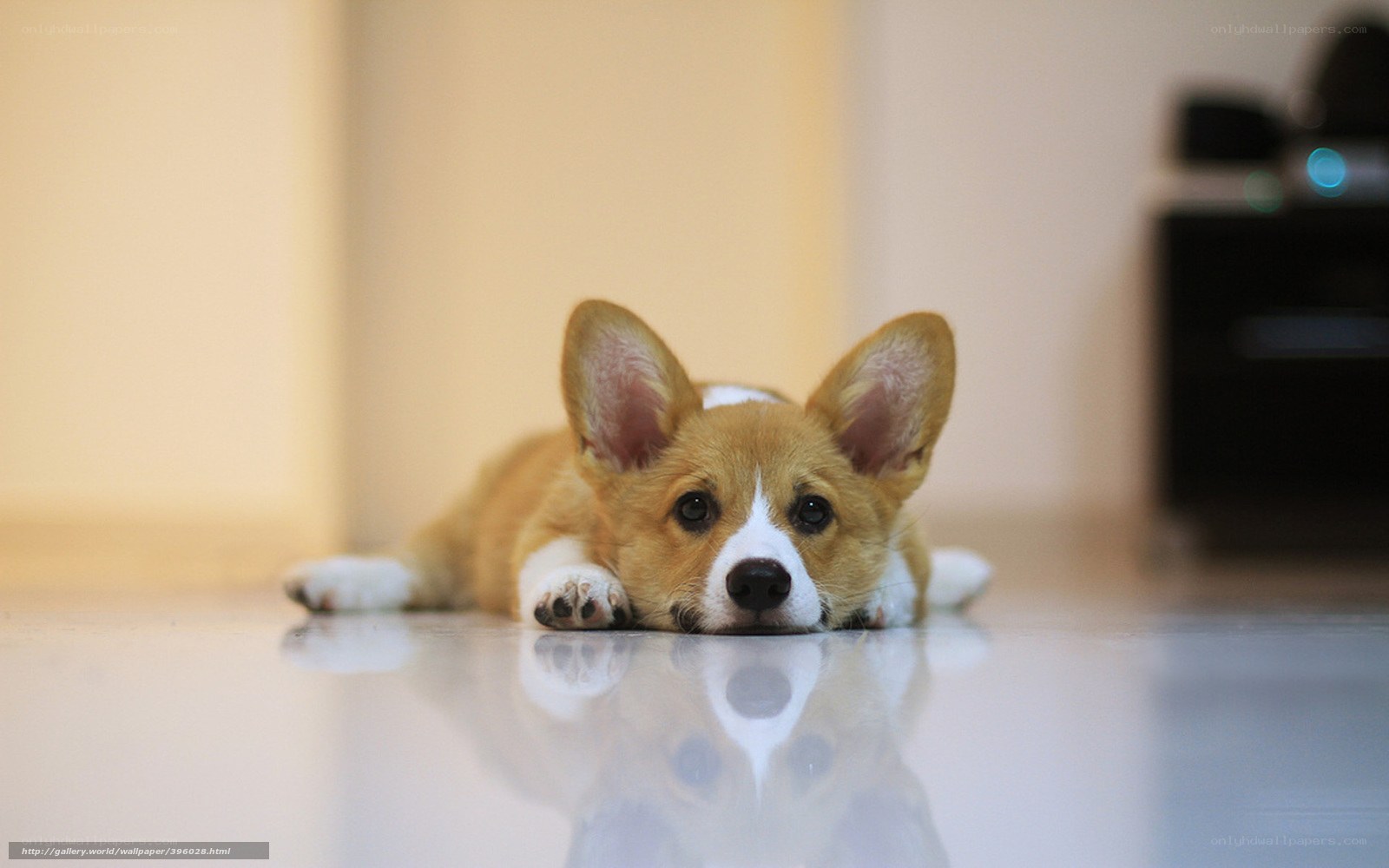 cute corgi puppy lying down