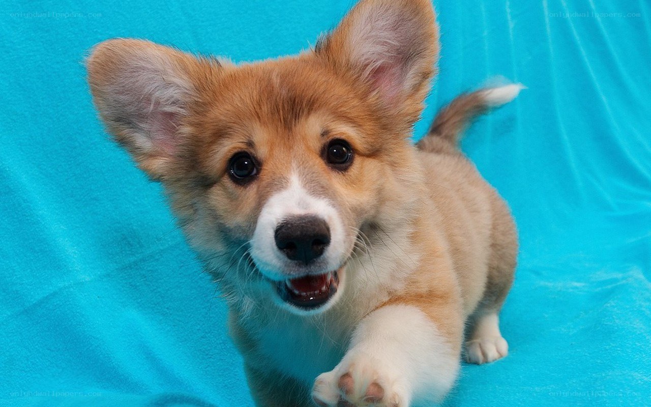 cute corgi puppy on blue