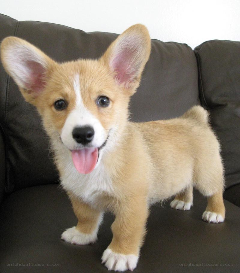 cute corgi puppy on couch