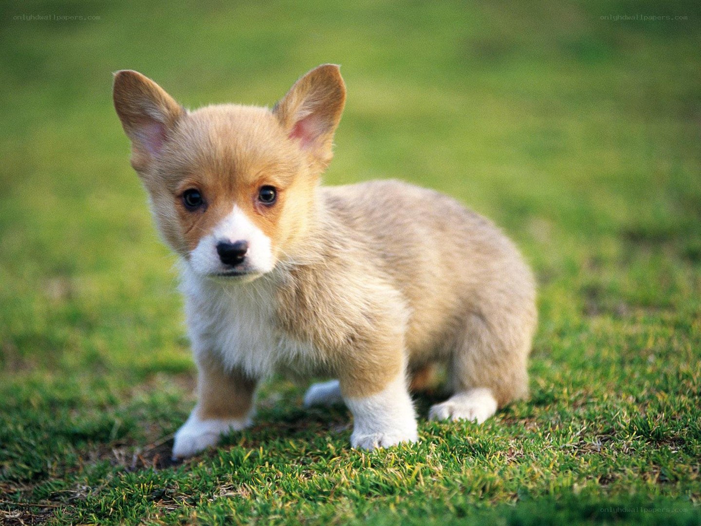 cute corgi puppy on grass