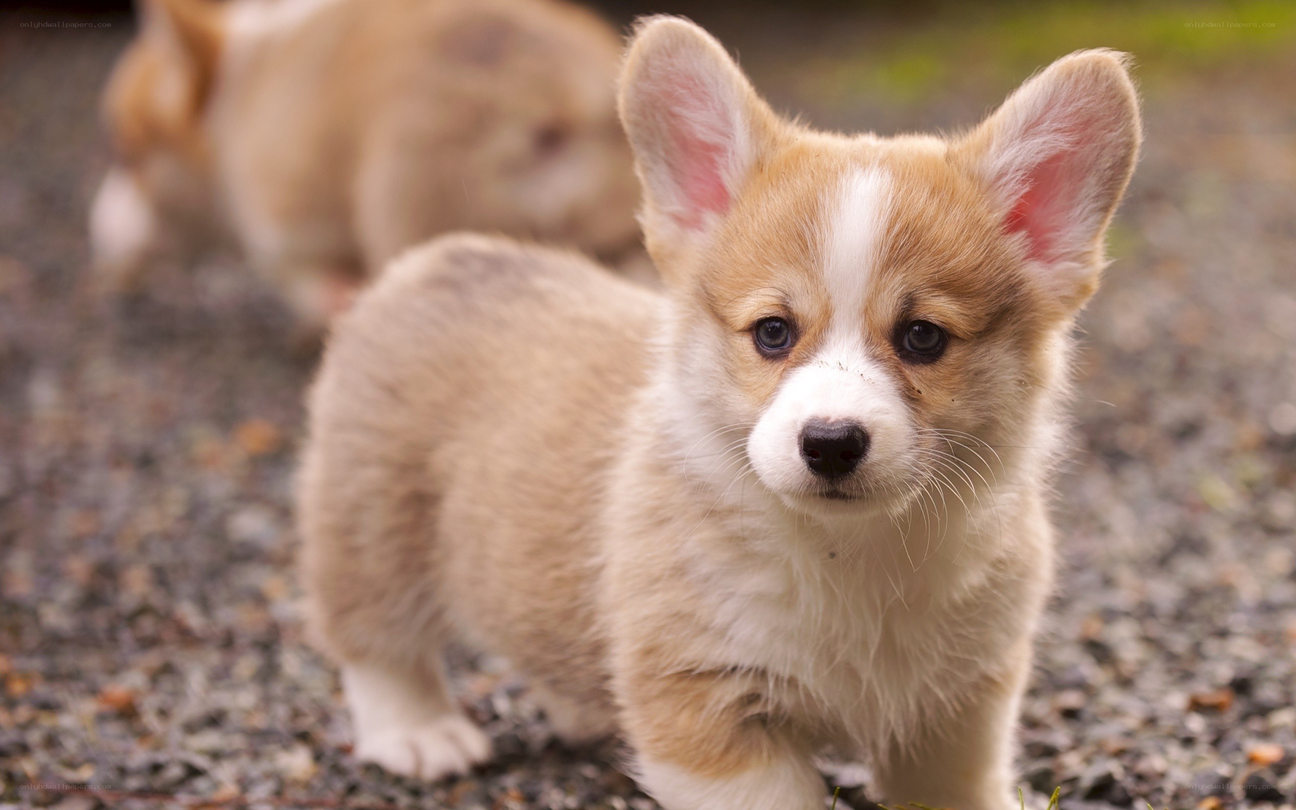 cute corgi puppy outdoors