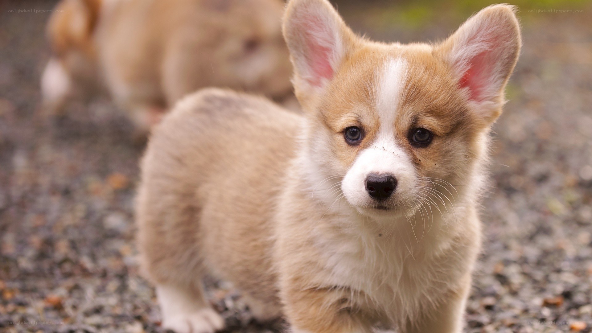 cute corgi puppy outdoors