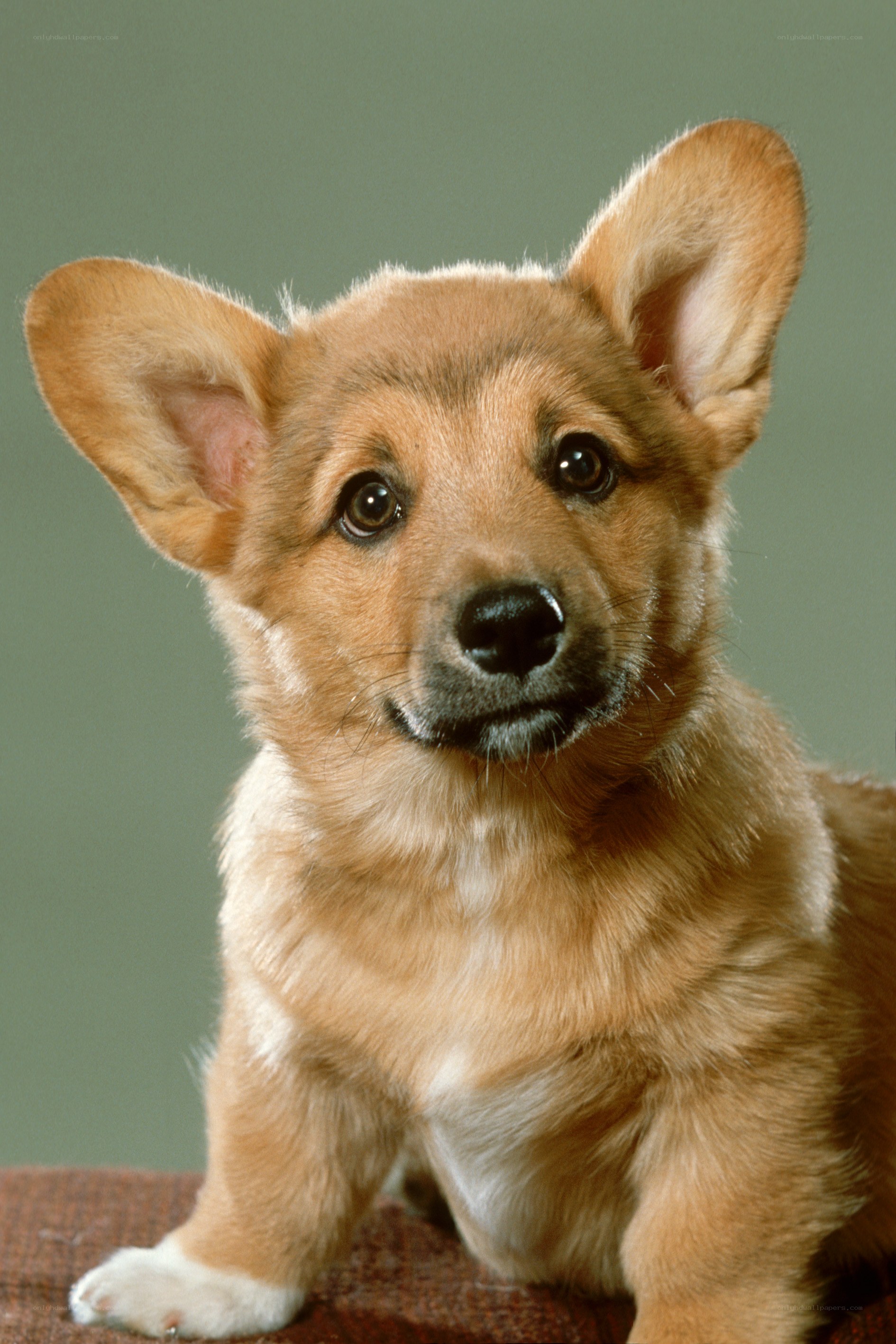 cute corgi puppy portrait