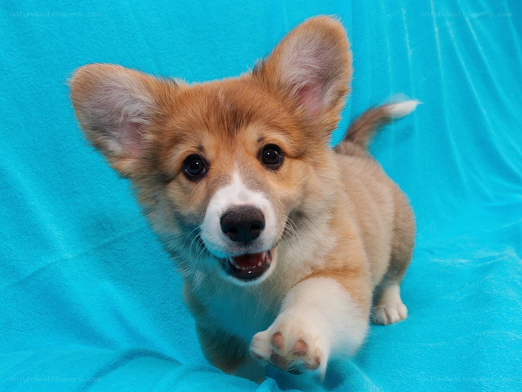 cute corgi puppy running