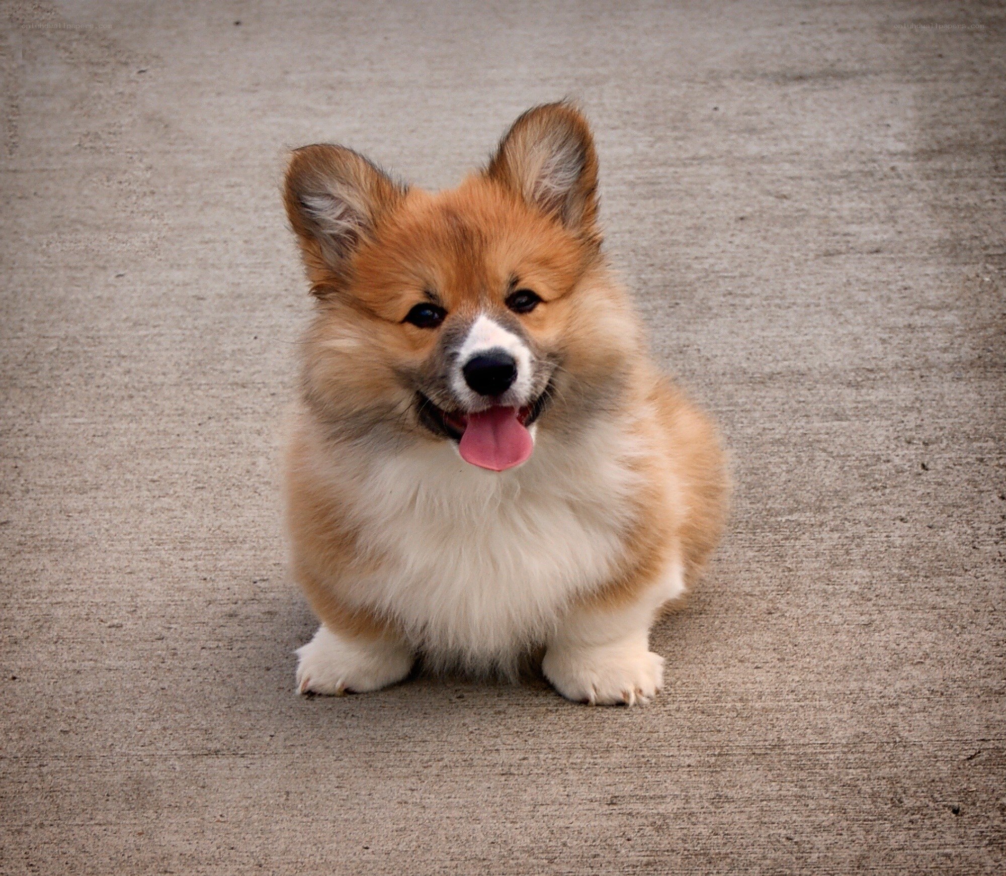 cute corgi puppy sitting