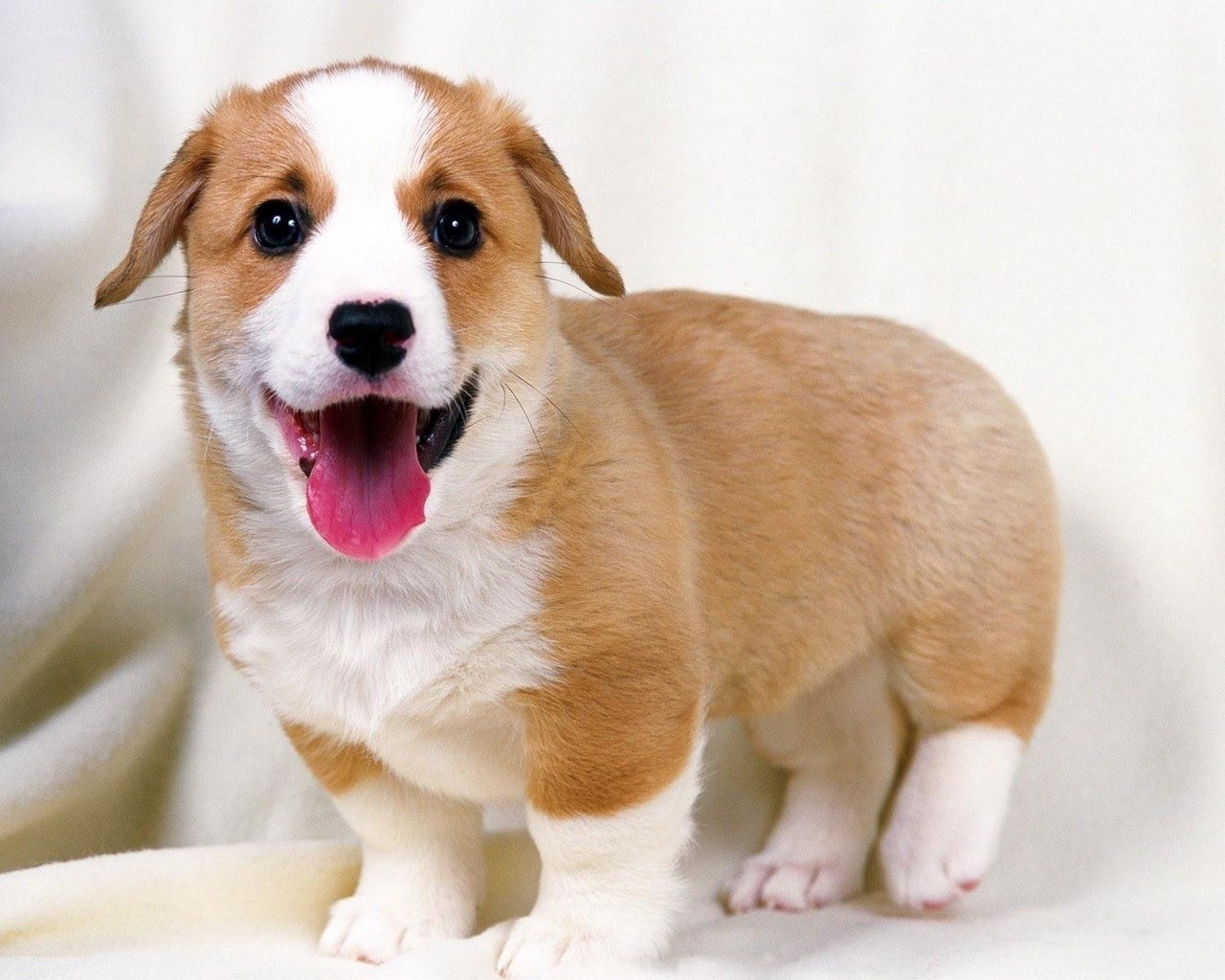 cute corgi puppy smiling