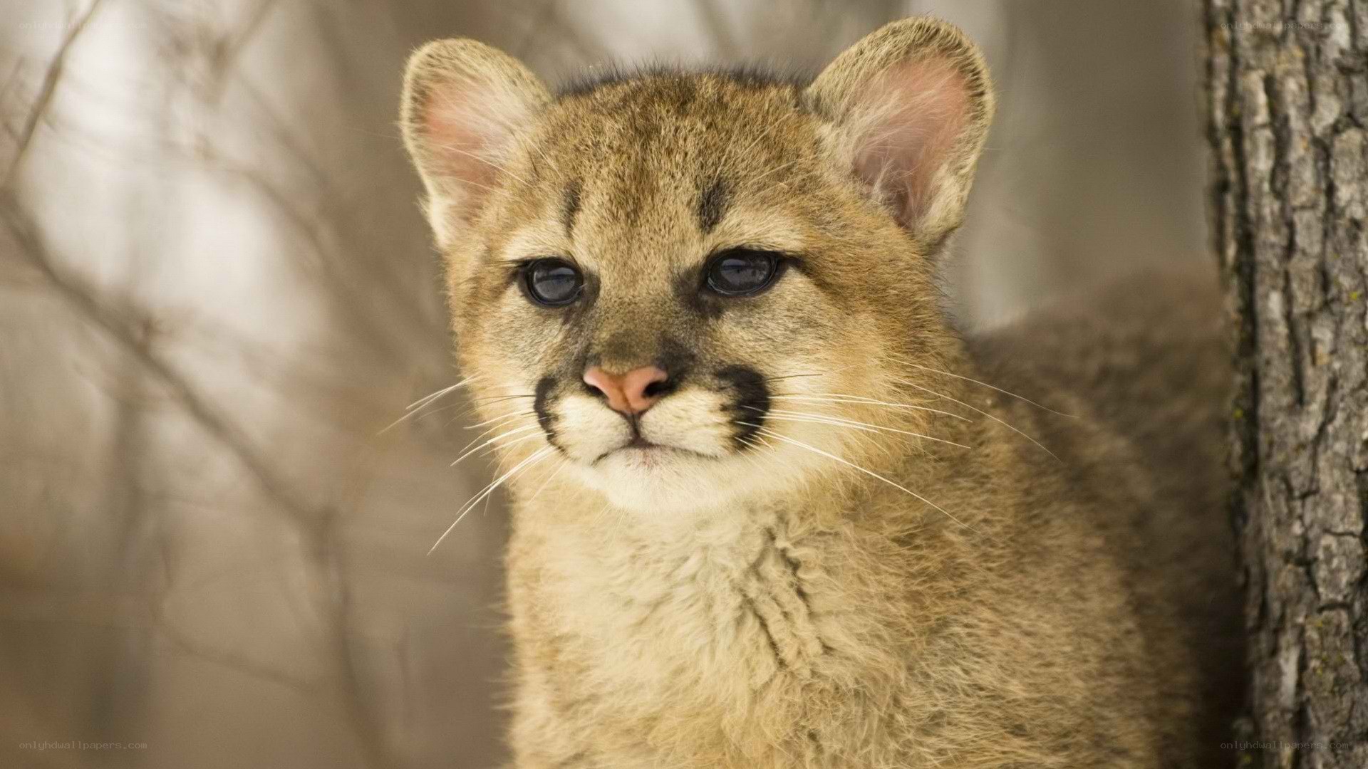 Cute cougar cub in forest