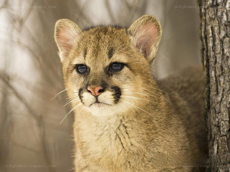 Cute cougar cub in forest