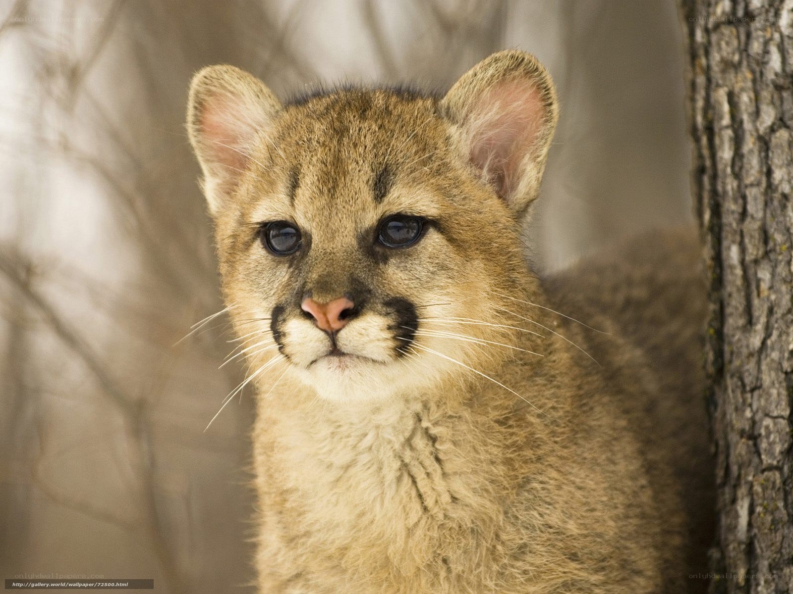 Cute cougar cub in forest