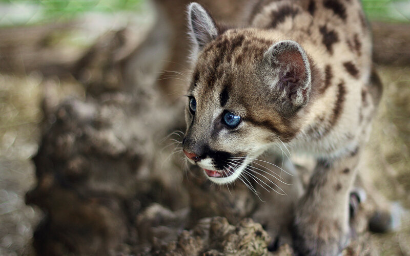 Cute cougar cub in the wild