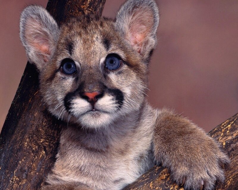 Cute cougar cub in tree