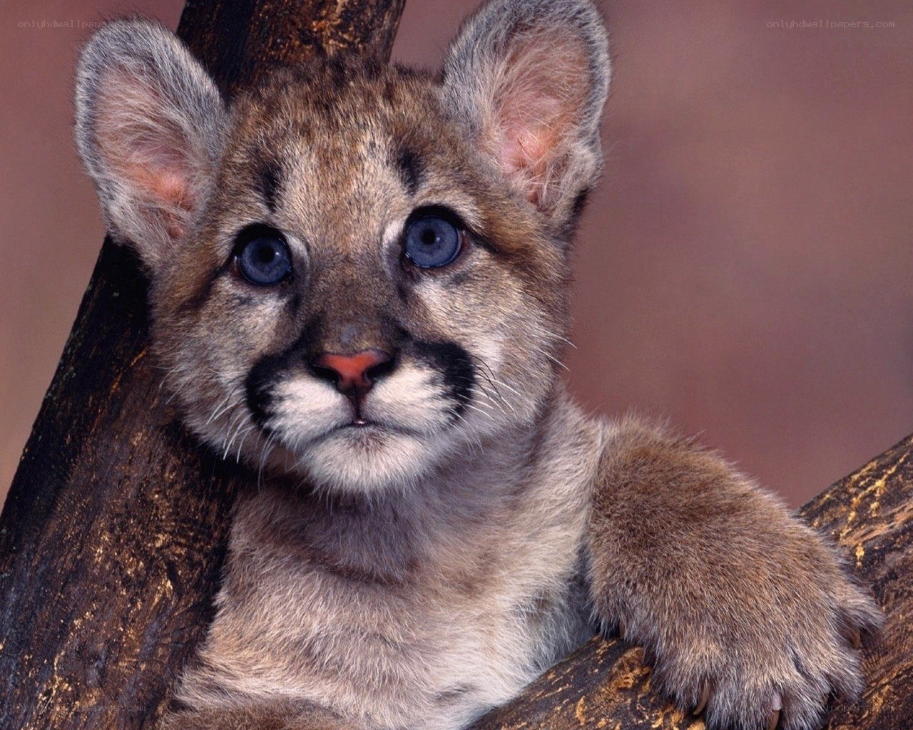 Cute cougar cub in tree