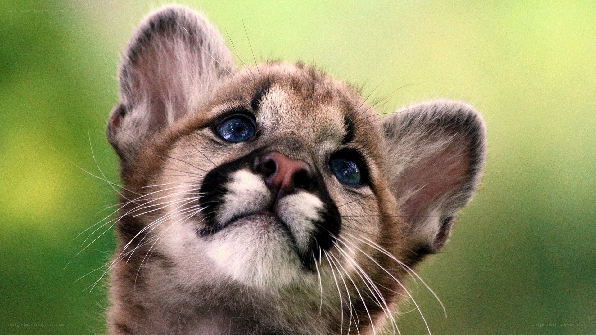 cute cougar cub looking up