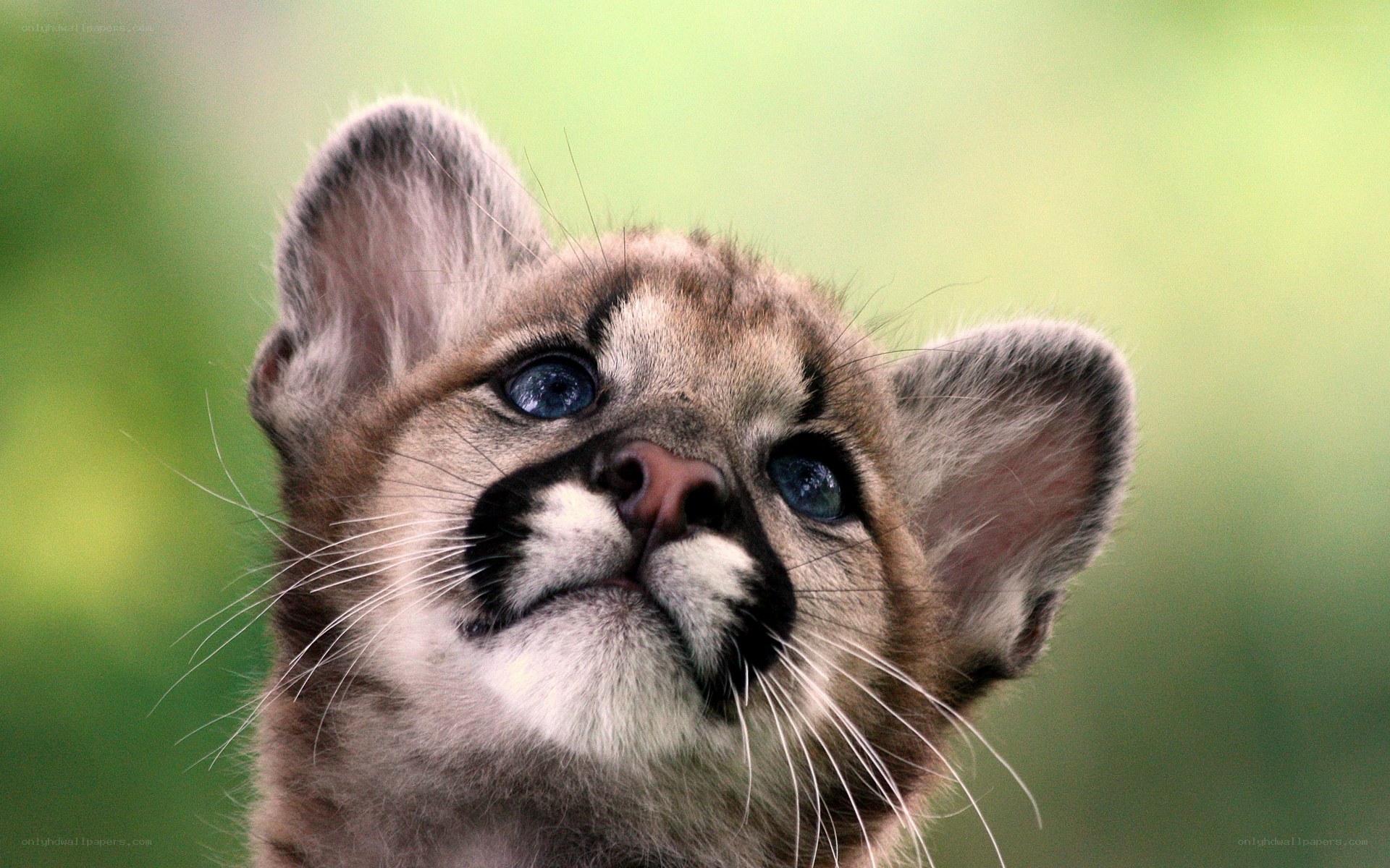 cute cougar cub looking up
