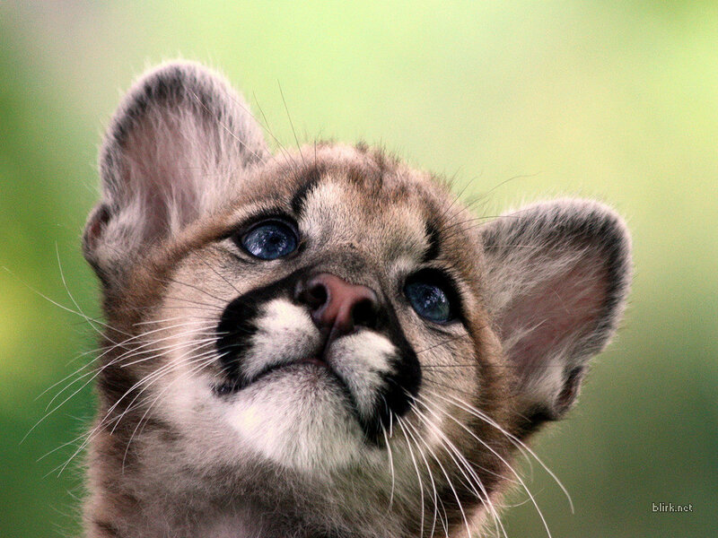 cute cougar cub looking up