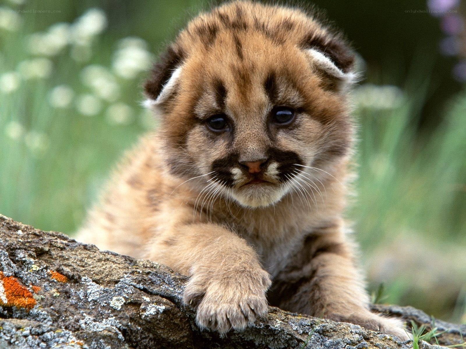 Cute cougar cub on a log