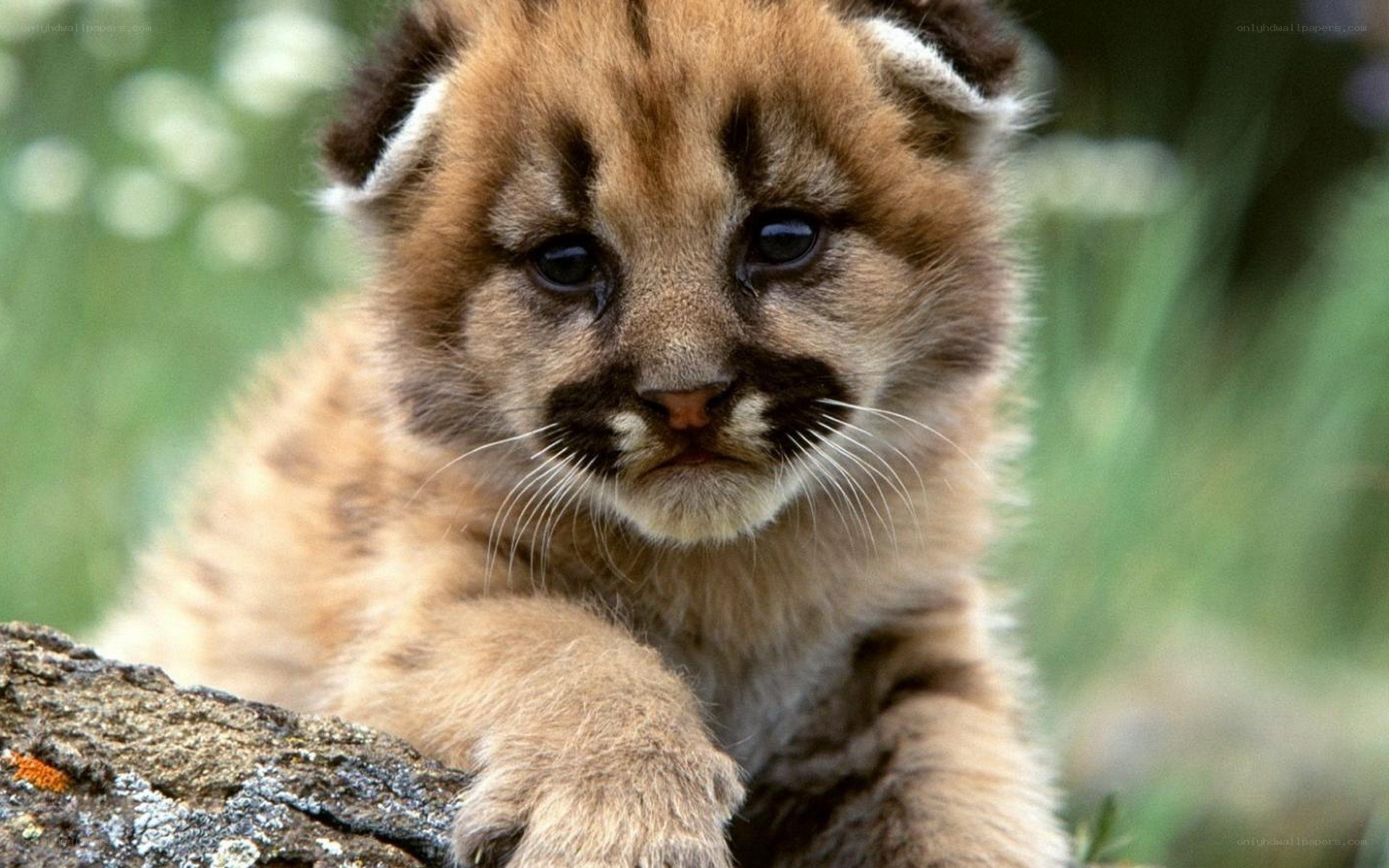 Cute cougar cub on a log