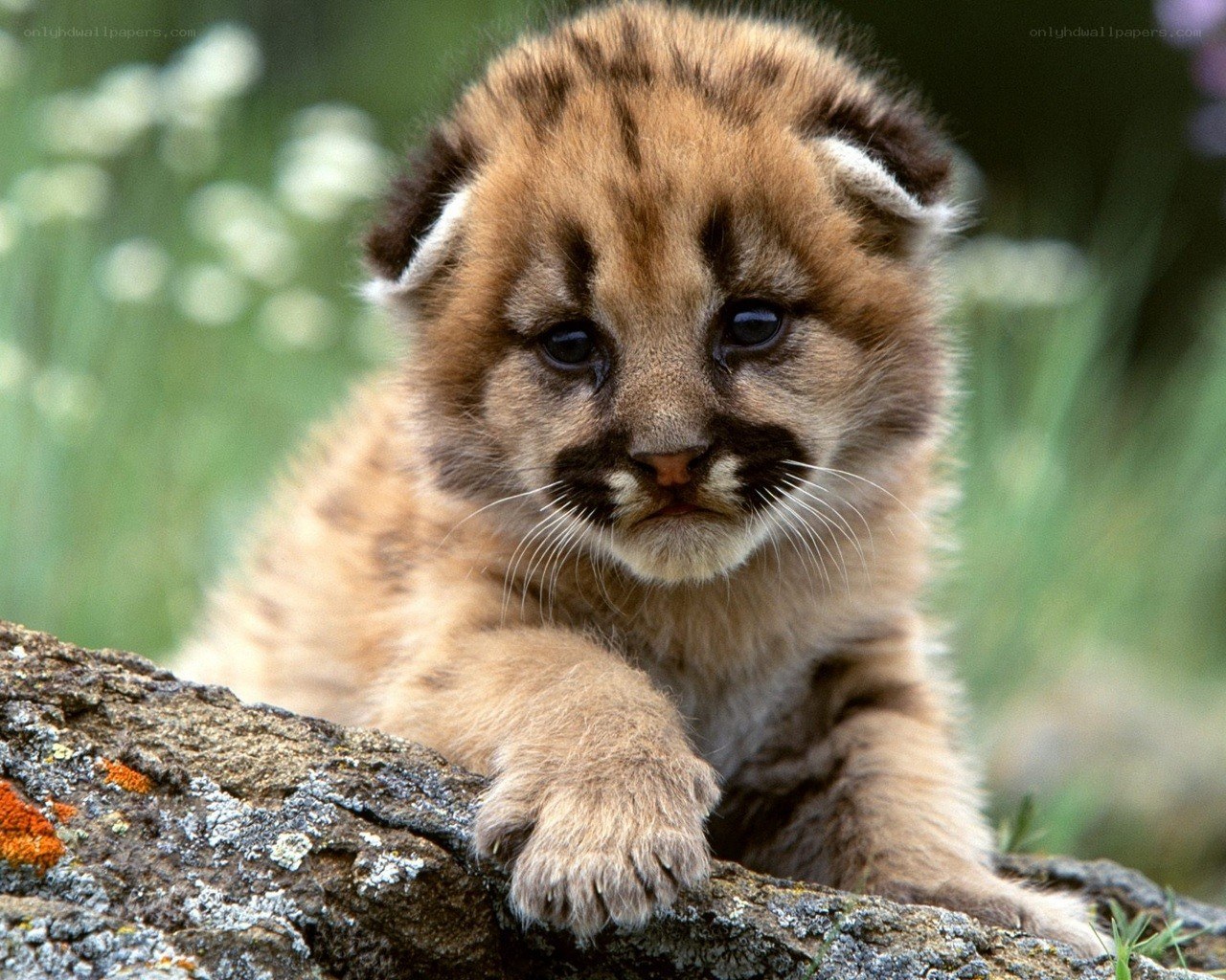 cute cougar cub on a log