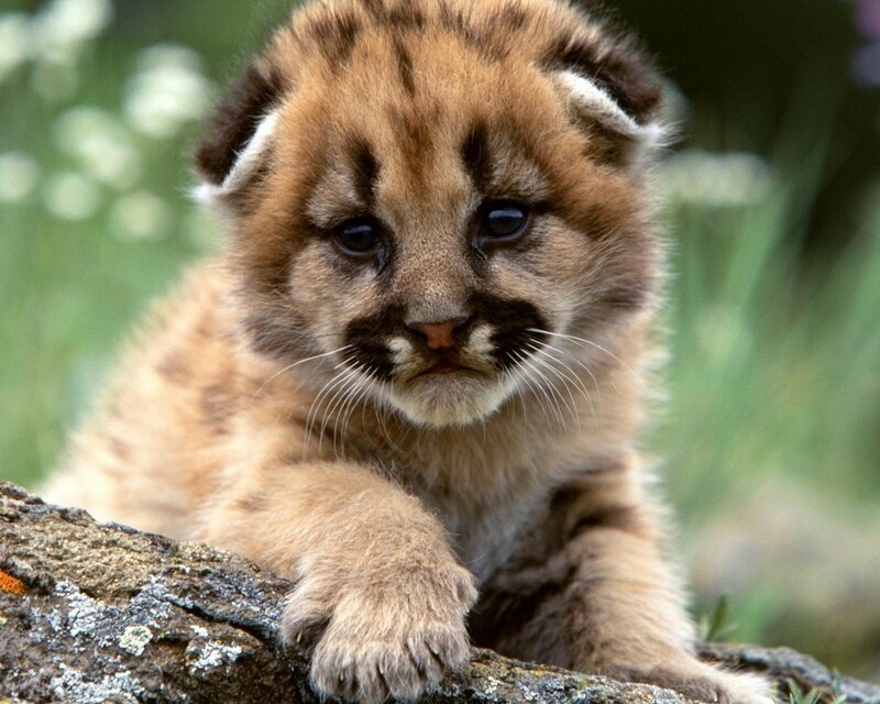 Cute cougar cub on a log