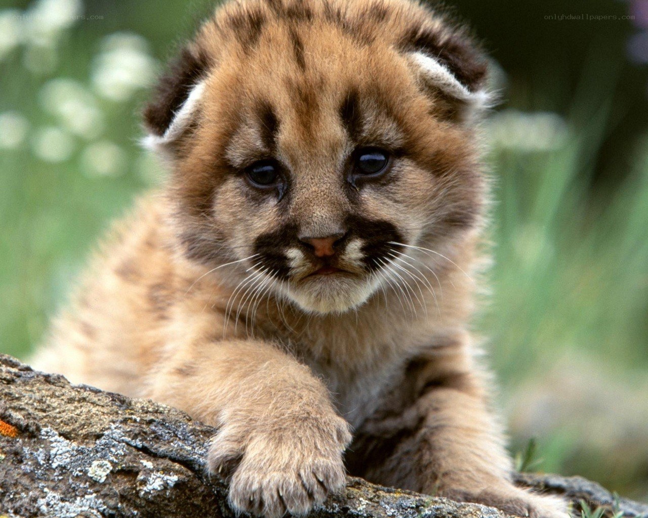 Cute cougar cub on a log