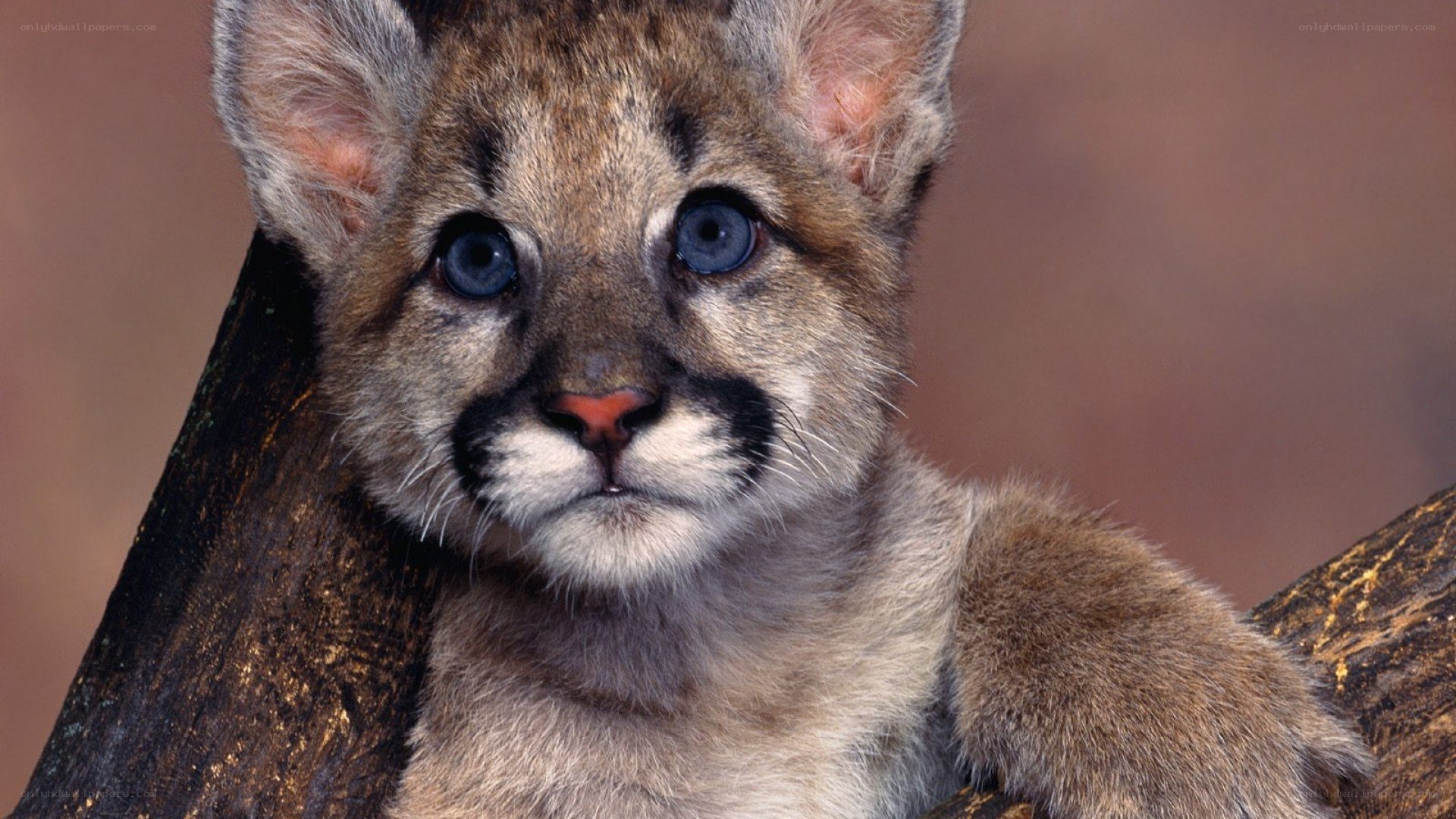 cute cougar cub on a log