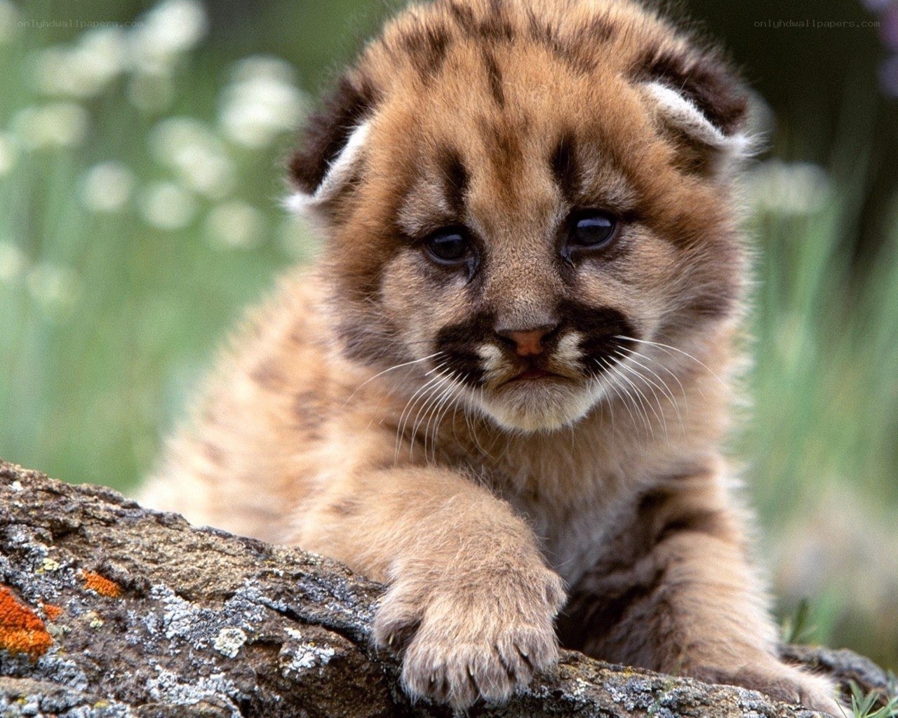 Cute cougar cub on a log