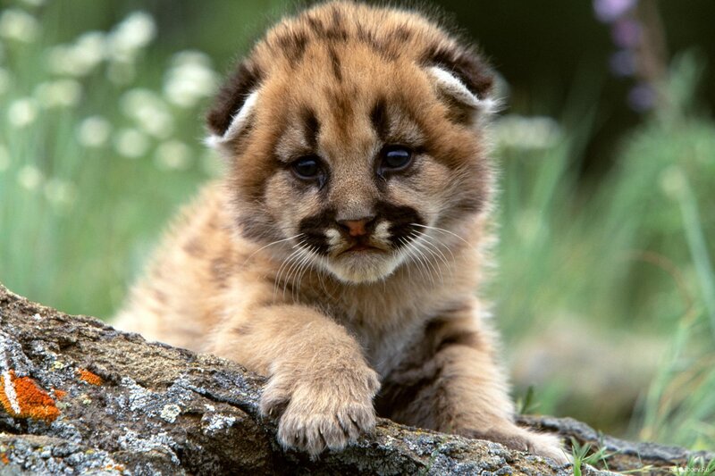 Cute cougar cub on a log