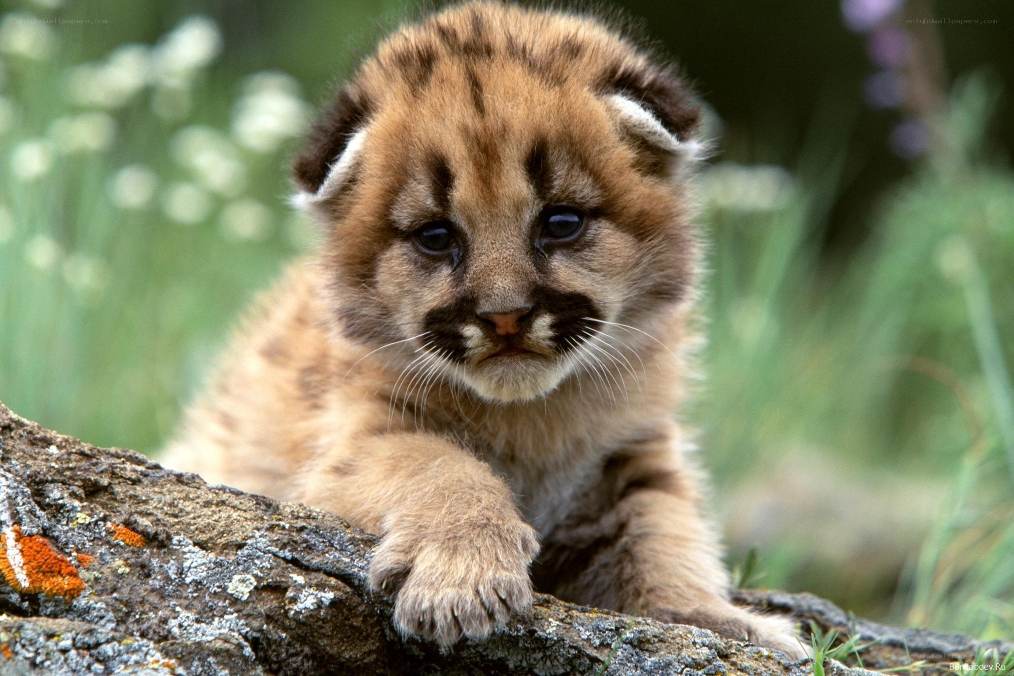 Cute cougar cub on a log