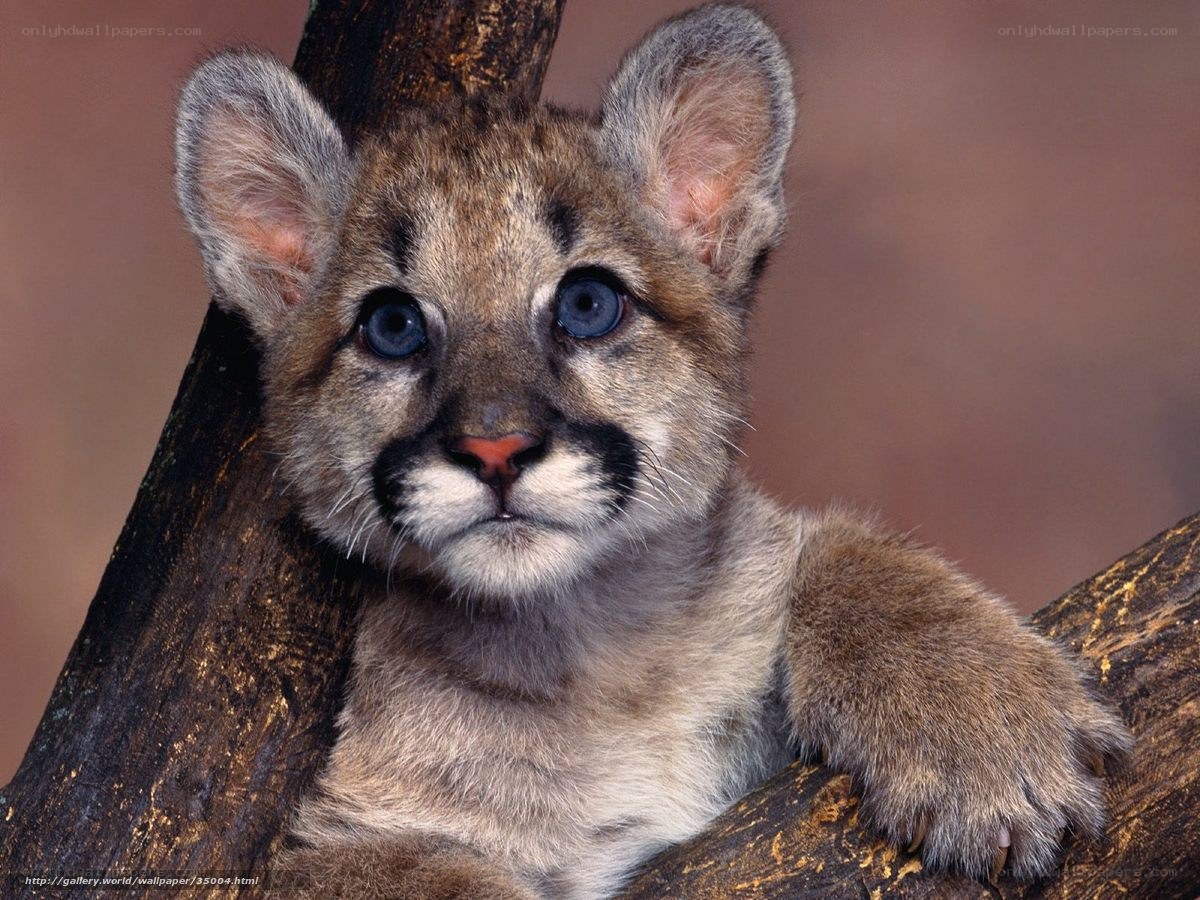 Cute cougar cub on a log