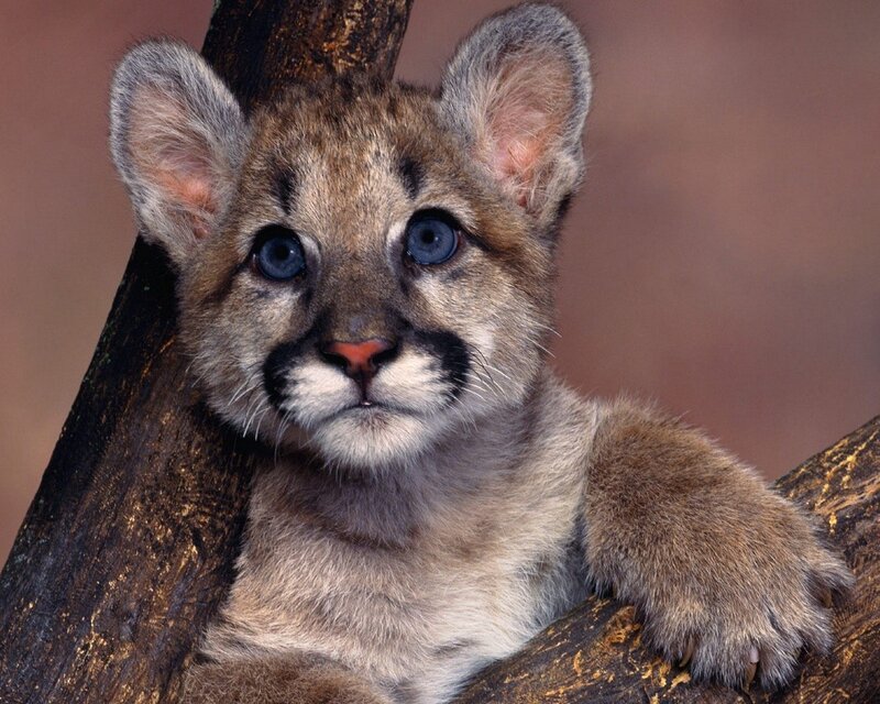Cute cougar cub on a tree