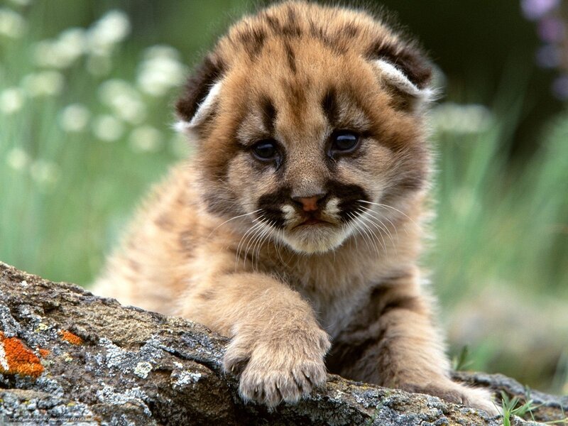 cute cougar cub on log