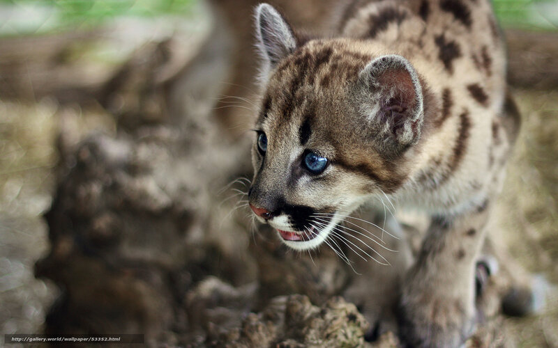 Cute cougar cub