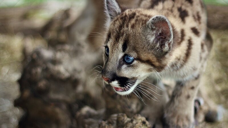 Cute cougar cub with blue eyes