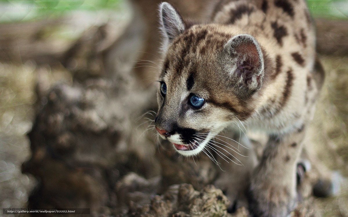 Cute cougar cub