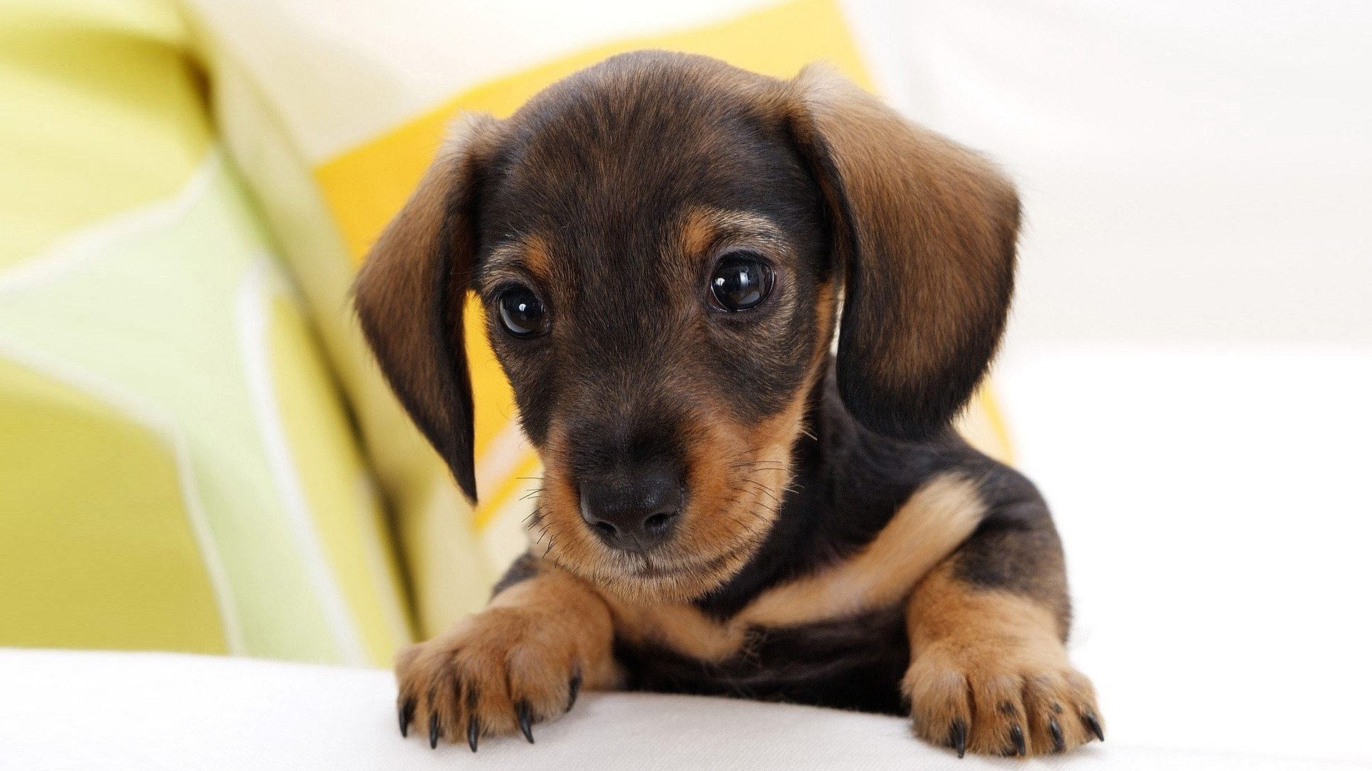 cute dachshund puppy