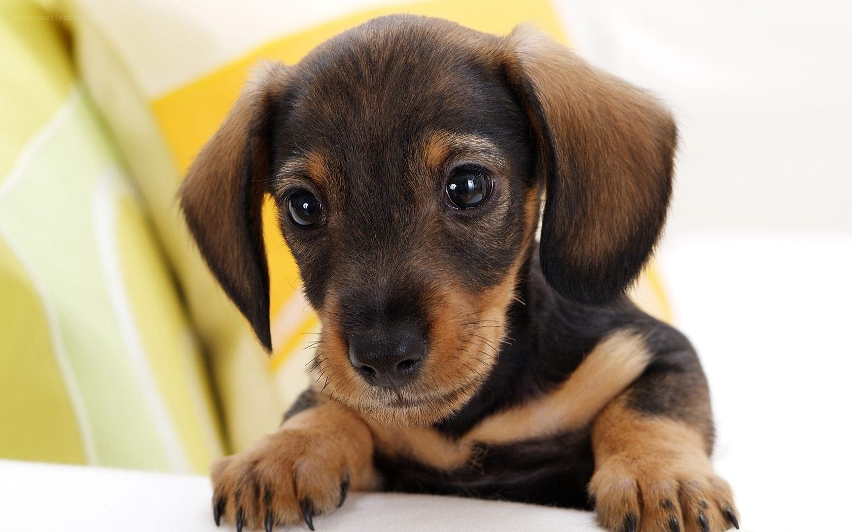 cute dachshund puppy