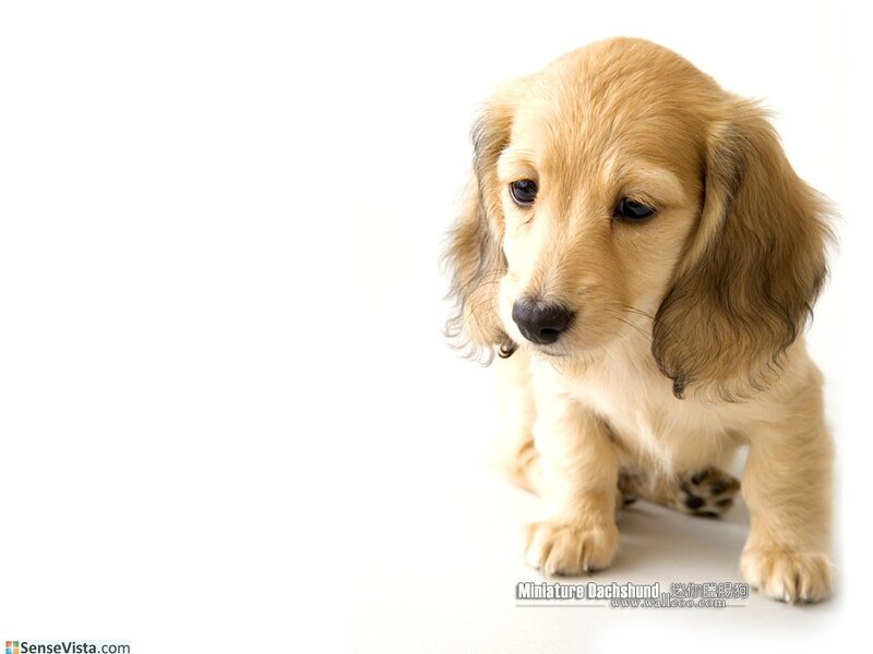 cute dachshund puppy