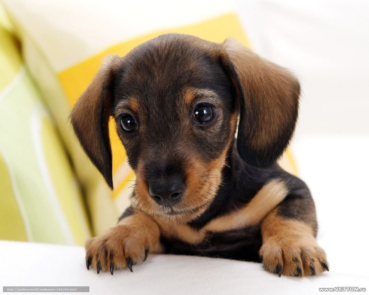 cute dachshund puppy