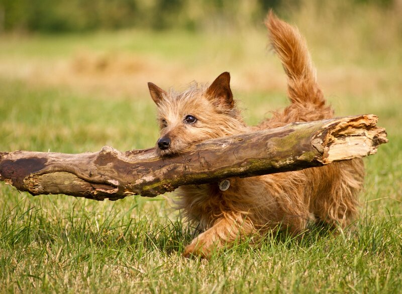 Cute Dog Carrying Stick
