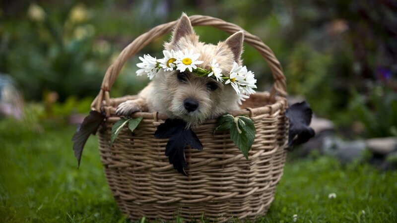 Cute Dog in Basket — Green, Peaceful, Spring