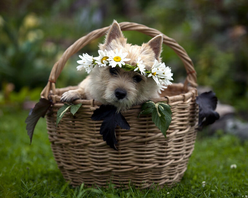 Cute Dog in Basket — Green, Peaceful