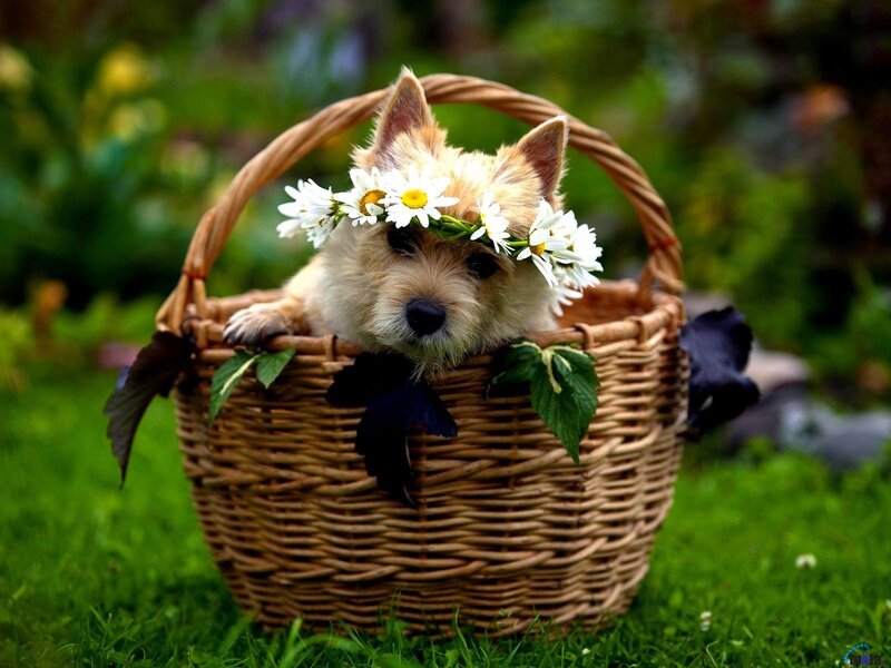 Cute Dog in Basket — Green
